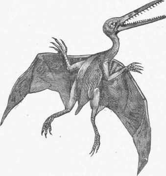 Pterodactyl.