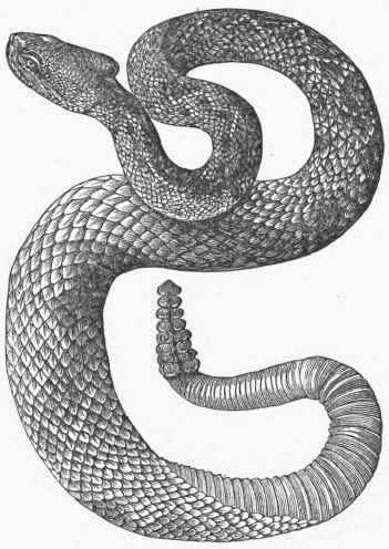 Rattlesnake (Crotalus durissus).