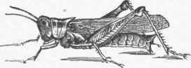 Red legged Locust (Caloptenus femur rubrum).