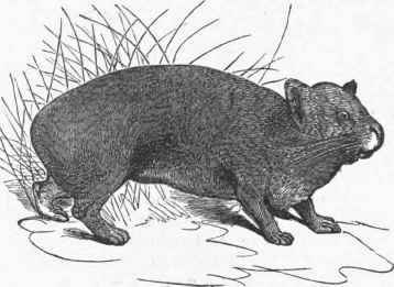 Rocky Mountain Pika (Lagomys princeps).