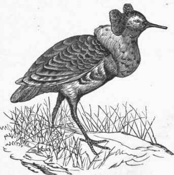 Ruff (Philomachus pugnax).