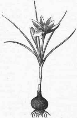 Saffron Crocus (Crocus sativus).