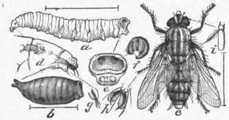 Sarcophaga carnaria: a. Larva. b. Pupa. c. Fly.
