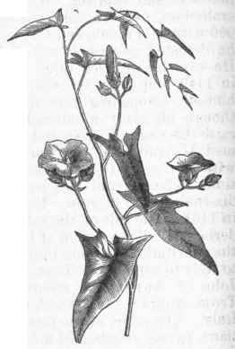 Scammony (Convolvulus scammonia).