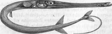 Serrated Pipe Fish (Fistularia serrata).