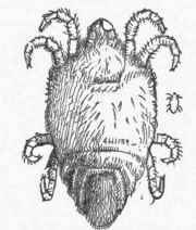 Silky Mite. Natural size at side.