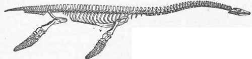 Skeleton of Plesiosaurus.