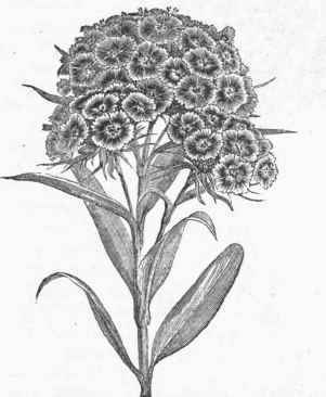 Sweet William (Dianthus barbatus).