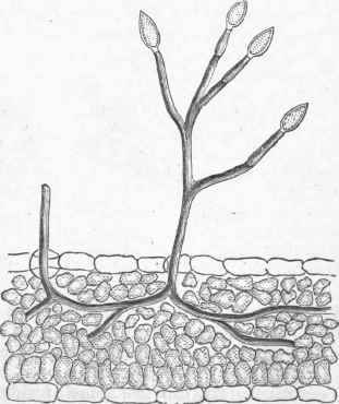 The Mycelium within the tissues of the leaf; the aerial portion bearing asexual spores. (After Farlow).