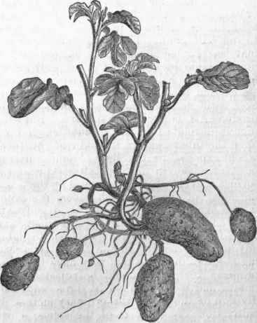 Tubers in different stages of development.
