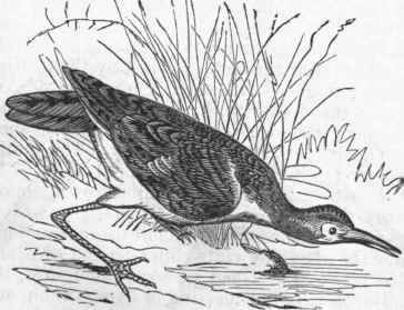 Upland Plover (Actiturus Bartramius).