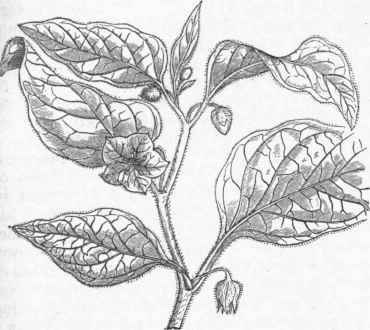 Winter Cherry (Physalis Peruviana)   Flower and Leaves.