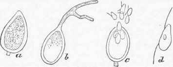 a. Asexual spore. b. The same germinating, c. Ejection of zoospores, d. A zoospore with cilia.
