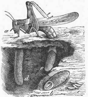 a. Female depositing eggs. &. Egg pod with end broken open.