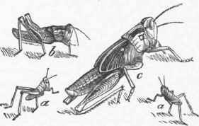a, a. Newly hatched larvae, b. Full grown larva. c. Pupa.