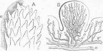 A. Fungiform Papilla, showing the secondary papillae on its surface.