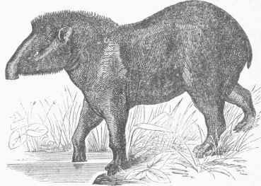 American Tapir (Tapirus Americanus).