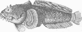 American Toad Fish (Batrachus tau).