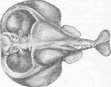 American Torpedo (Torpedo occidentalis).