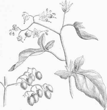 Bitter sweet (Solanum dulcamara).