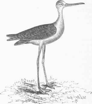 Black necked Stilt (Himantopus nigricollis).