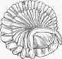 Calymene.