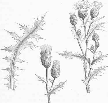 Canada Thistle (Cnicus arvensis).