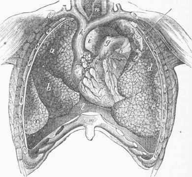 Cavity of the Thorax in Man, opened anteriorly, showing the internal organs..
