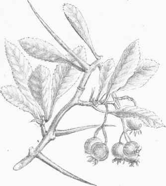 Cockspur Thorn (Crataegus crus galli).