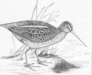 Common European Snipe (Gallinago media).