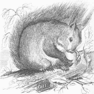 Common European Squirrel (Sciurus vulgaris).