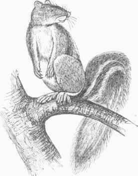 Common Gray Squirrel (Sciurus Carolinensis).