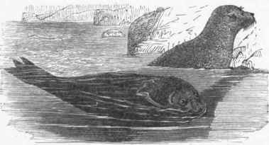 Common Seal (Phoca vitulina).