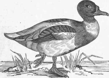 Common Sheldrake (Tadorna vulpanser).