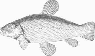 Common Tench (Tinca vulgaris).