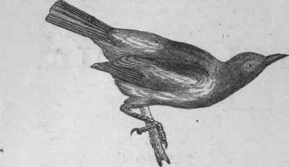 Common Troopial (Icterus vulgaris).
