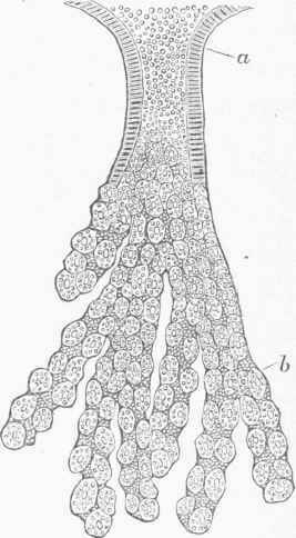 Compound Gastric Tubule, from the middle region of the Stomach.