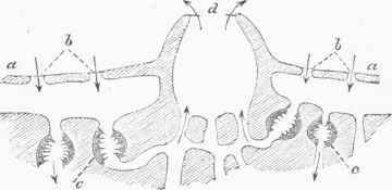 Diagrammatic Section of Spongilla (after Huxley).