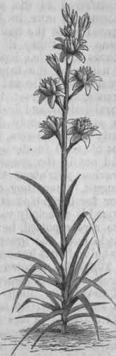 Double Tuberose (Polianthes tuberosa).