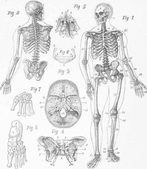 Front View of Skeleton. Back View of Skull, Trunk, and Left Arm.