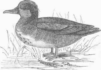 Green winged Teal (Nettion Carolinensis).