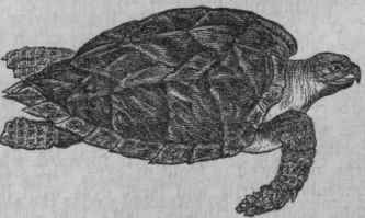 Hawk's Bill Turtle (Eretmochelys imbricata).