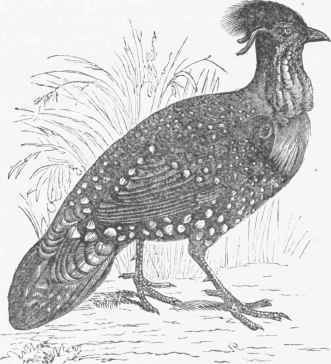 Horned Pheasant (Ceriornis satyra).