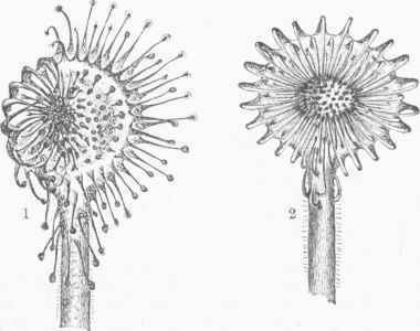 Hound leaved Sundew, seen from above. 1. Tentacles partly inflected. 2. Tentacles entirely inflected.