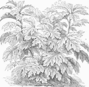 Ornamental leaved Solanum (S. Warscewiczii).