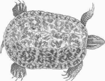 Red bellied Terrapin (Ptychemys rugosa).