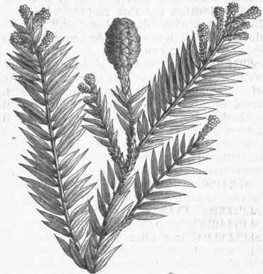 Redwood (Sequoia sempervirens). Male and Female Flowers.