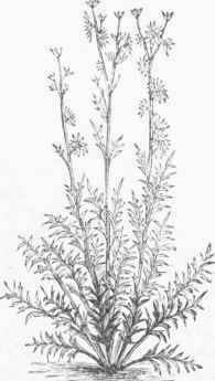 Rosin Weed (Silphium laciniatum).