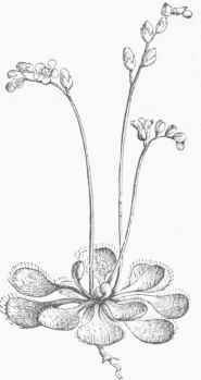 Round leavcd Sundew (Drosera rotundifolia).