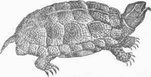 Sculptured Tortoise (Glyptemys insculpta).